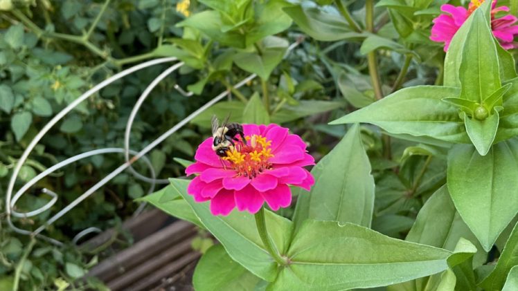 The Bee Friendly Gardener