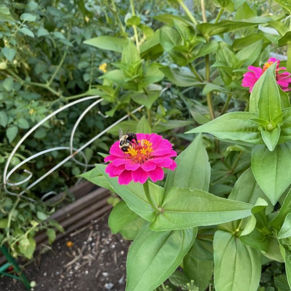 The Bee Friendly Gardener